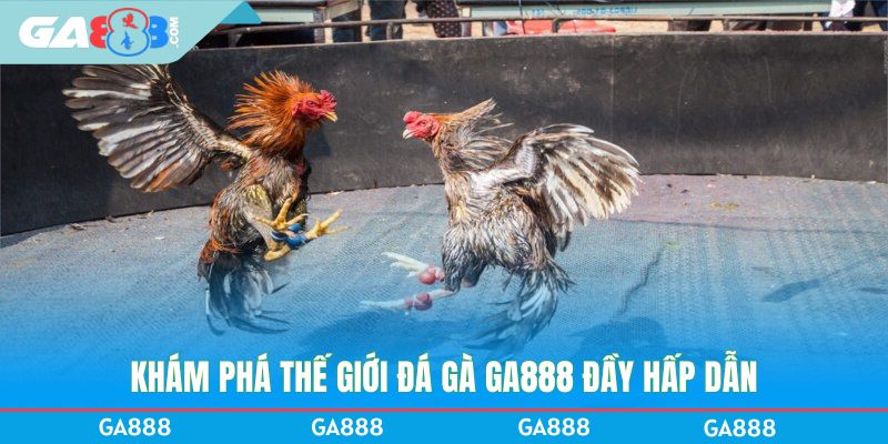 Khám phá thế giới đá gà GA888 đầy hấp dẫn